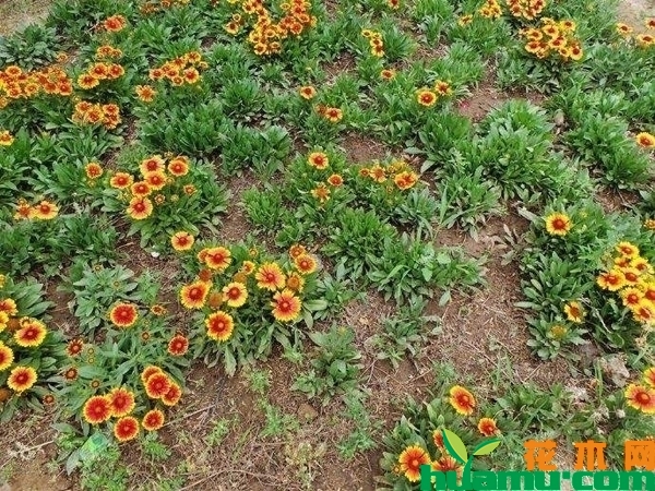 天人菊种植