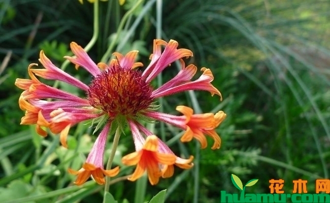 矢车天人菊花语是什么