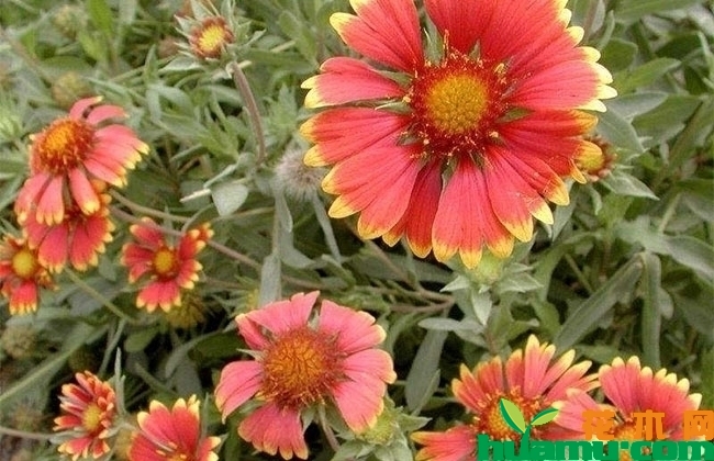 天人菊