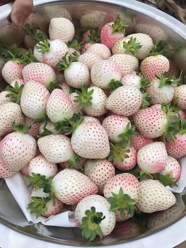白草莓市场行情怎么样？白草莓种植前景如何？