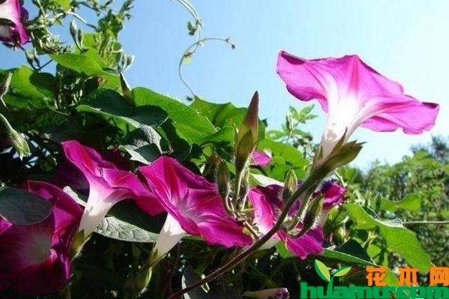 牵牛花.jpg