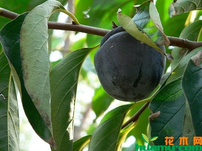 黑柿行情怎么样？黑柿种植前景分析