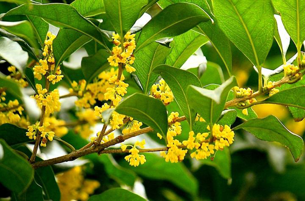 桂花树价格多少钱一棵？哪里有桂花树批发？