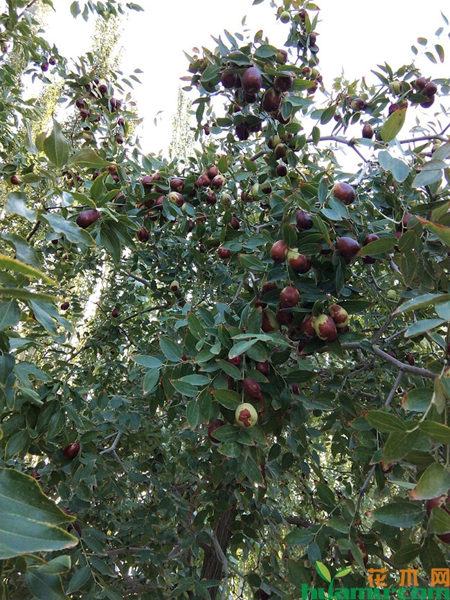 红枣滞销怎么办？红枣行情如何？