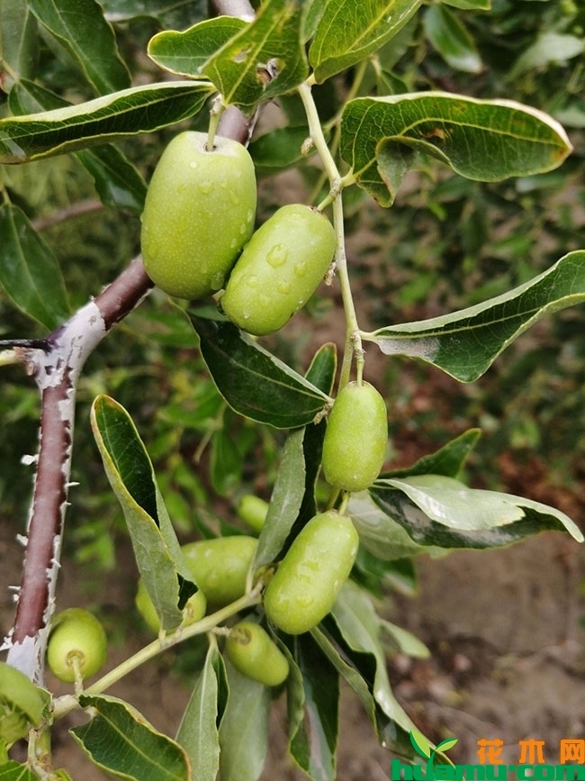 红枣行情