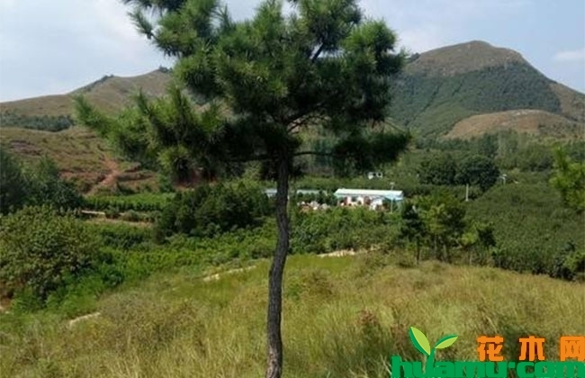 黑松.jpg