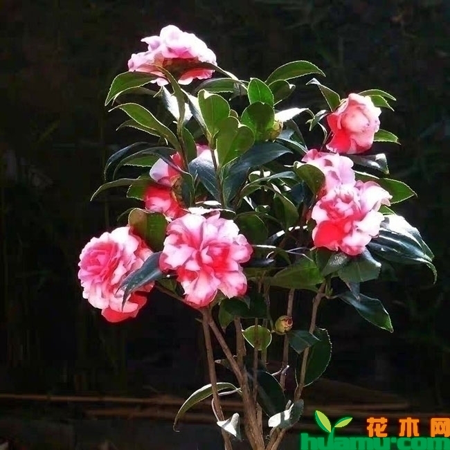 茶花苗