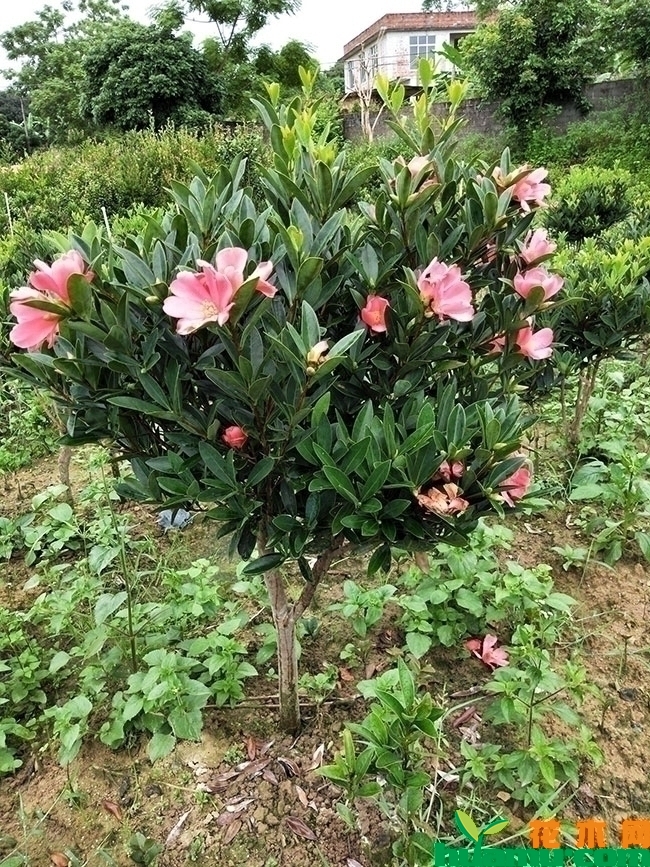 茶花苗