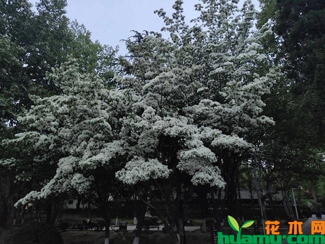 流苏树苗 流苏树苗