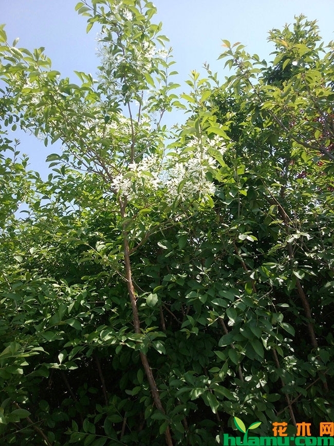 流苏树苗 流苏树苗