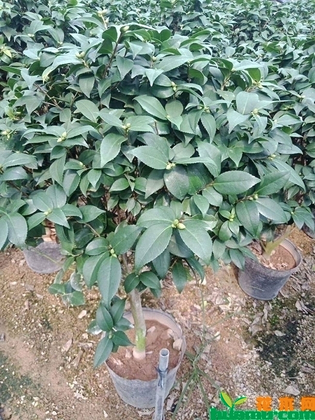 茶花苗