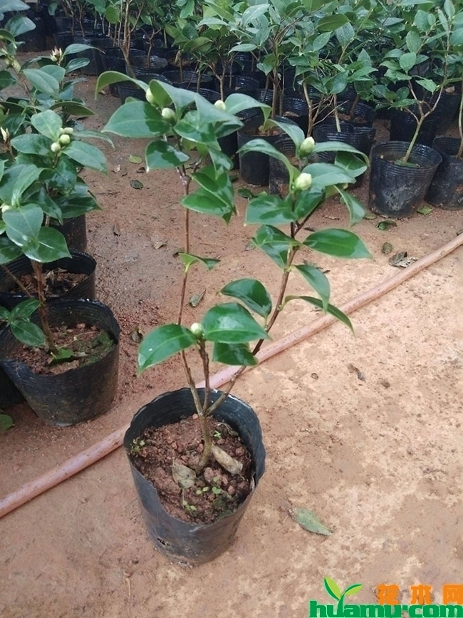 茶花苗9.jpg