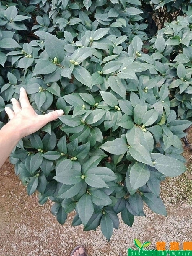 茶花苗