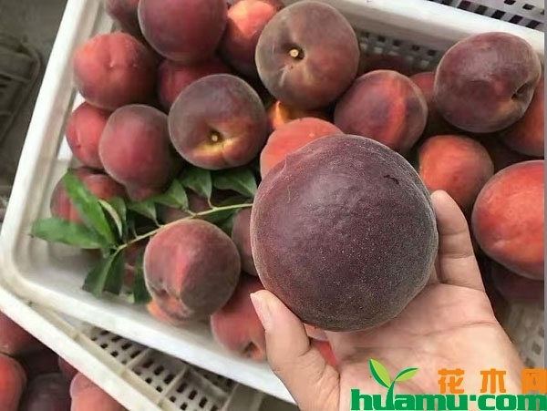 黑桃