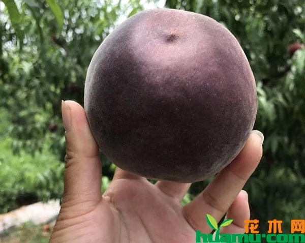 黑桃