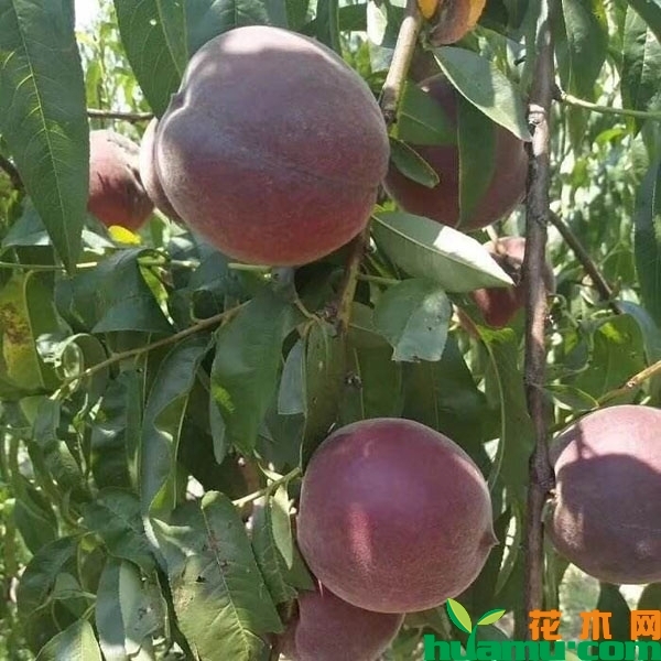 黑桃