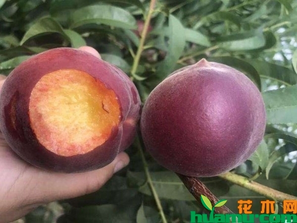 黑桃