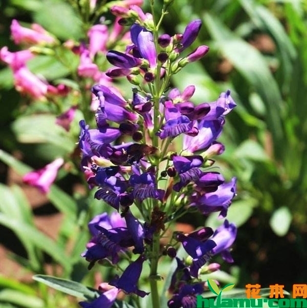 2019最新钓钟柳种子价格行情