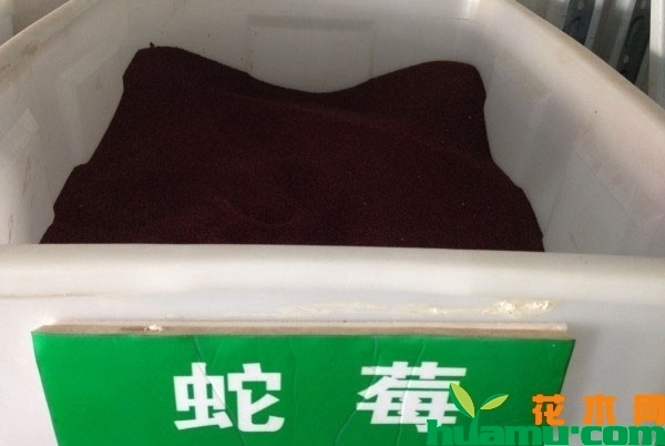 蛇莓种子价格多少钱一斤？2019年最新蛇莓种子价格行情
