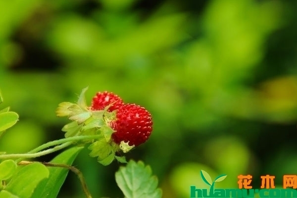 蛇莓种子多少钱一斤？蛇莓种子种植方法介绍