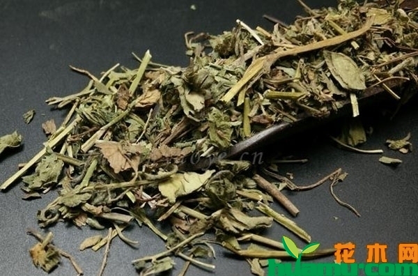 蛇莓价格多少钱一斤？2019年最新蛇莓价格行情