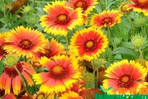 天人菊