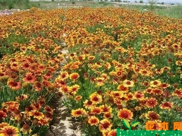 天人菊