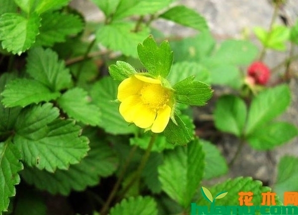 蛇莓药材