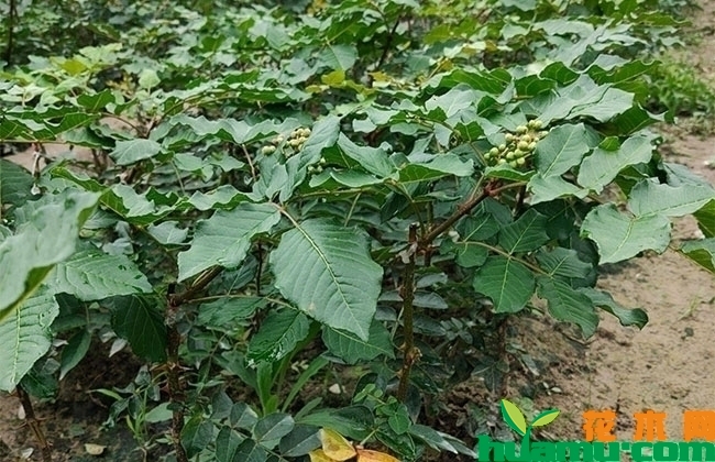 花椒种子多少钱一斤?花椒子怎么种?