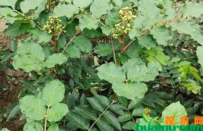 花椒苗 花椒苗