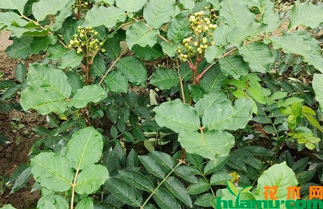 花椒苗 花椒苗