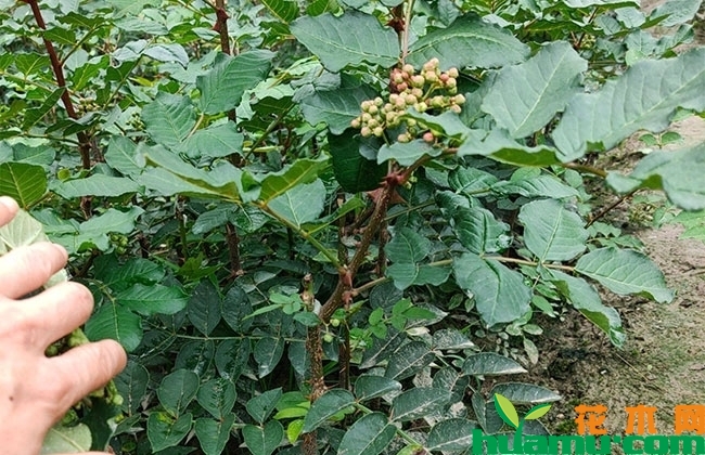 花椒苗 花椒苗