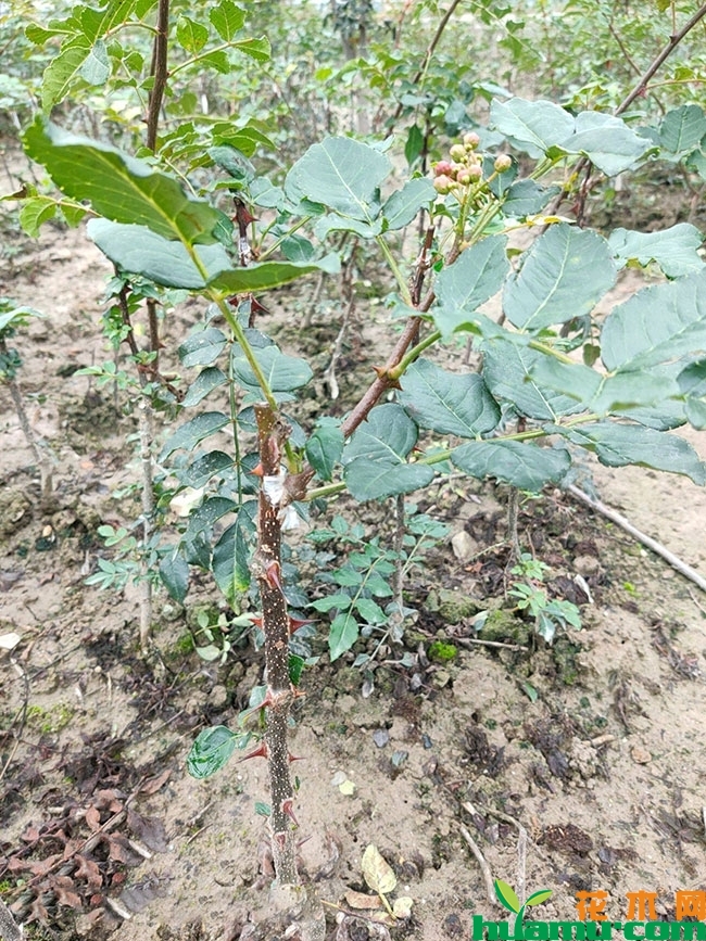 花椒苗 花椒苗