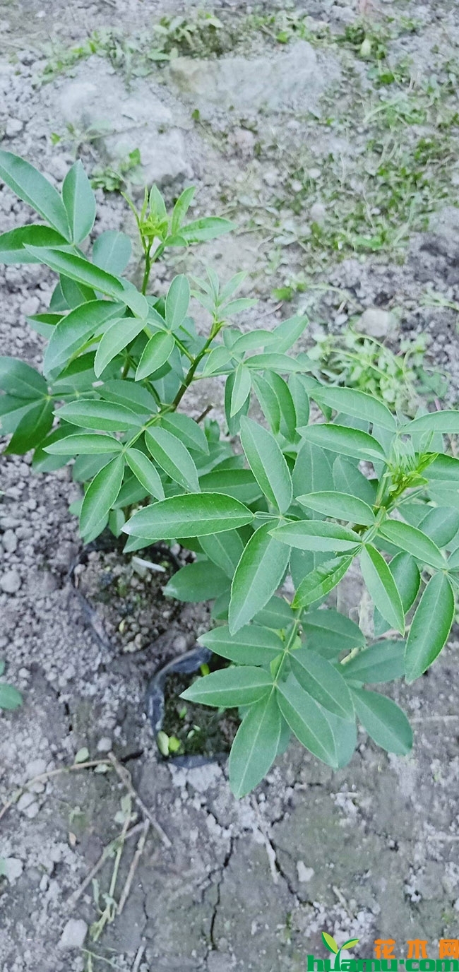 花椒苗花椒苗 花椒苗花椒苗