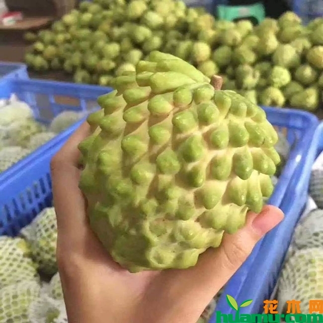 番荔枝 番荔枝