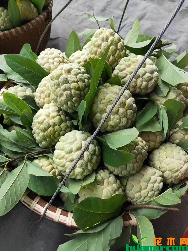 番荔枝 番荔枝
