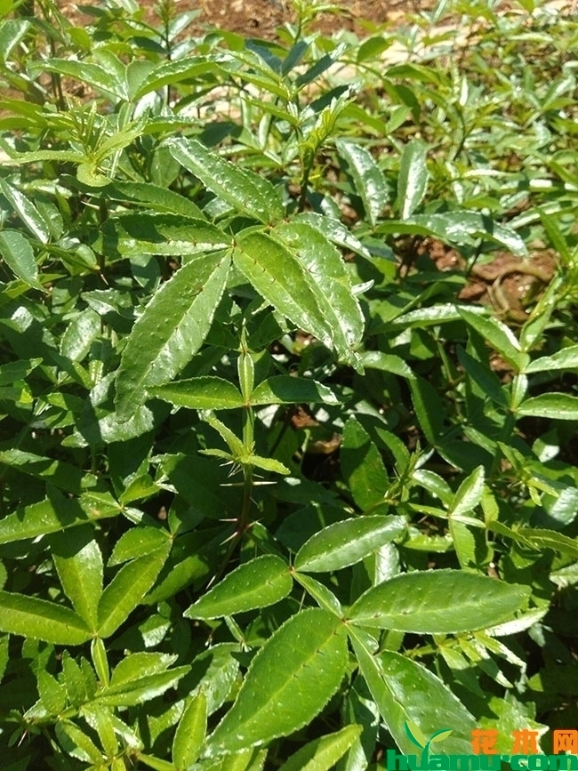 花椒苗 花椒苗