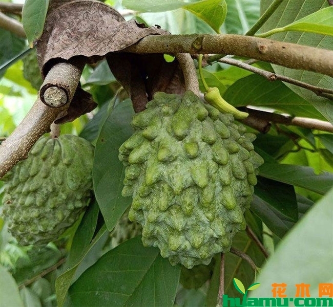 番荔枝 番荔枝