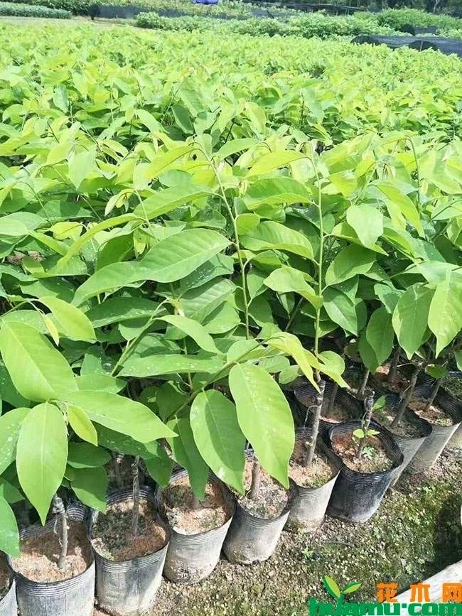番荔枝 番荔枝