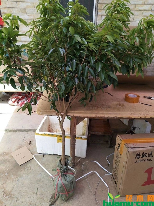广西灵山荔枝怎么样?广西灵山荔枝有哪些品种? 广西灵山荔枝怎么样?广西灵山荔枝有哪些品种?