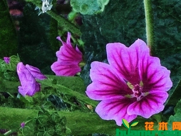 锦葵