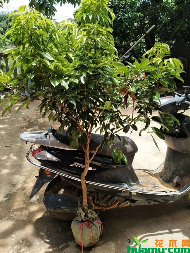 广西灵山荔枝怎么样?广西灵山荔枝有哪些品种? 广西灵山荔枝怎么样?广西灵山荔枝有哪些品种?