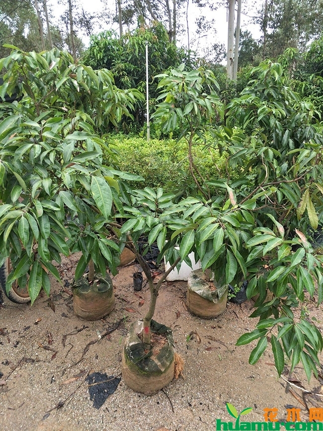 广西灵山荔枝怎么样?广西灵山荔枝有哪些品种? 广西灵山荔枝怎么样?广西灵山荔枝有哪些品种?