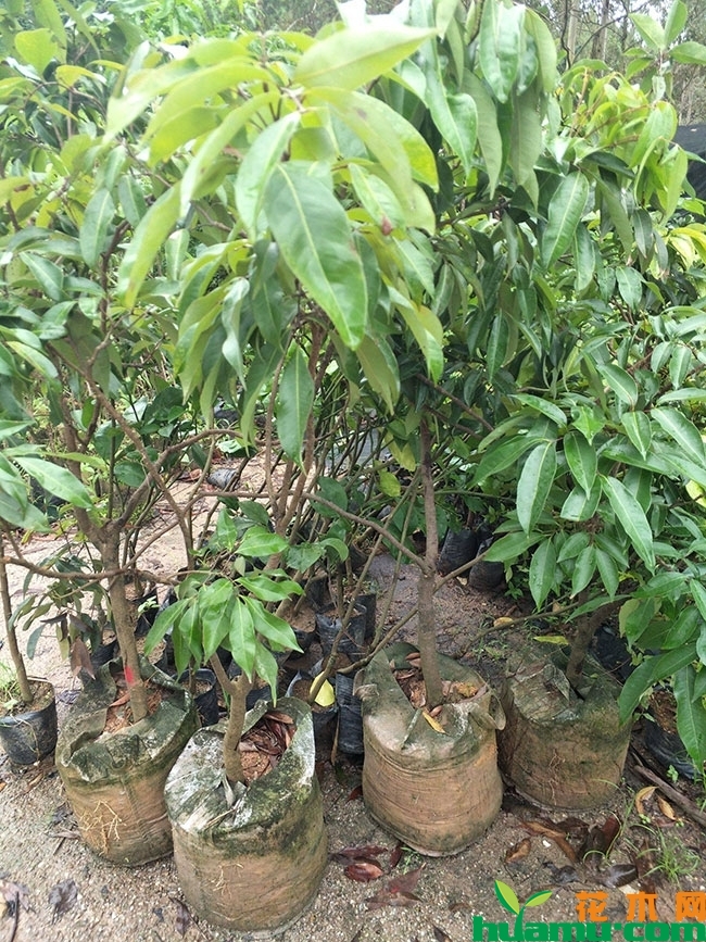 广西灵山荔枝怎么样?广西灵山荔枝有哪些品种? 广西灵山荔枝怎么样?广西灵山荔枝有哪些品种?