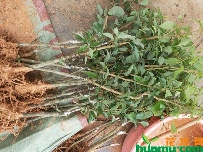 增城荔枝怎么样?增城荔枝什么时候成熟? 增城荔枝怎么样?增城荔枝什么时候成熟?