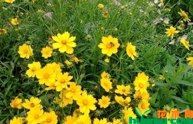 剑叶金鸡菊