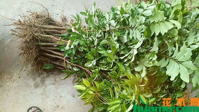 增城荔枝怎么样?增城荔枝什么时候成熟? 增城荔枝怎么样?增城荔枝什么时候成熟?