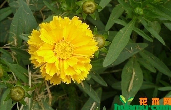 重瓣金鸡菊图片