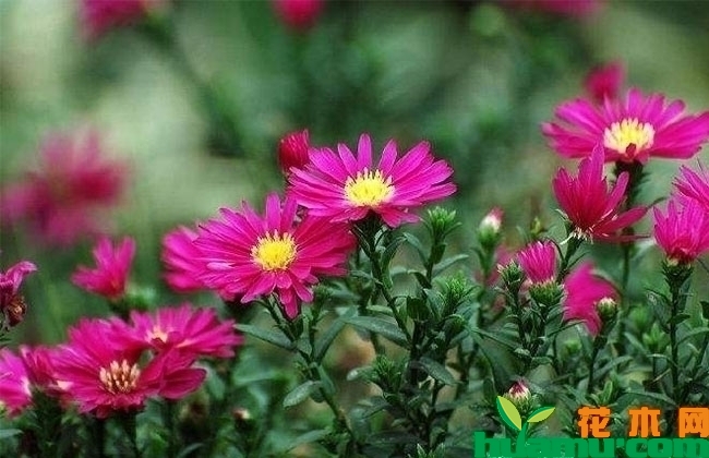 荷兰菊