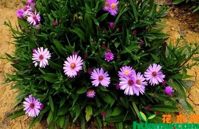 荷兰菊